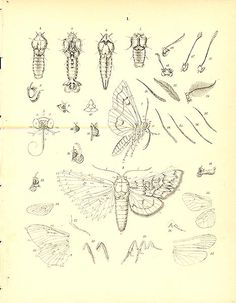 an old book with drawings of bugs and other insect species on it's pages