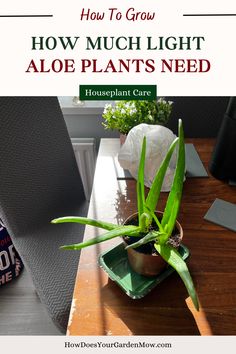 how much light do aloe plants needs Plant Lighting Guide, Christmas Cactus Plant, Lighting Tips, Plant Light, Let There Be Light, Aloe Vera Plant, Plant Guide, Path To Success