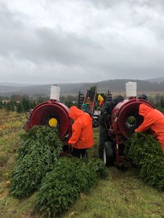 three men in orange jackets working on christmas trees