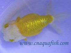 a yellow and white stuffed animal in a bowl