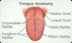 Decrease Estrogen, Burning Tongue, Tongue Sores, Throat Infection, Healthy Remedies, Salivary Gland, Canker Sore