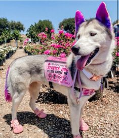 a husky dog wearing pink shoes standing in front of some bushes and flowers with its tongue out