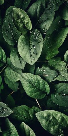 green leaves with drops of water on them