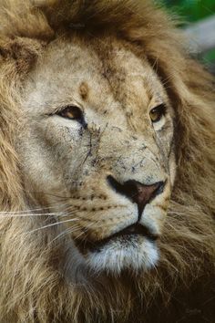 a close up photo of a lion's face