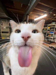 a white cat with its tongue hanging out