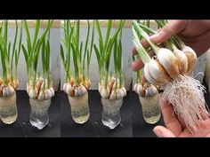 the process of growing garlic and onions in water