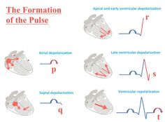 the formation and function of the pulse in an animal's heart, with instructions on how to use it