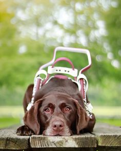 a brown dog laying on top of a wooden bench