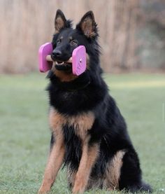 a black and brown dog holding two pink toy in it's mouth while sitting on the grass