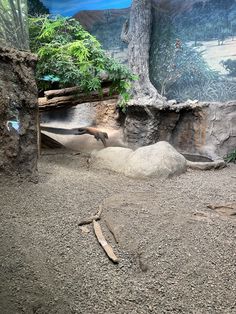 an animal exhibit with large rocks and trees in the background, including a tree trunk