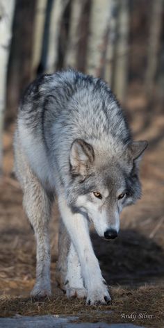 a wolf is standing in the woods looking at something