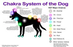 the chakra system of the dog