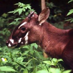 an antelope standing in the middle of some tall grass and trees with its head turned to the side