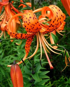 an orange flower with black spots on it's petals and green foliage in the background