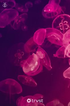 many jellyfish are floating in the water and one is red, while the other is purple