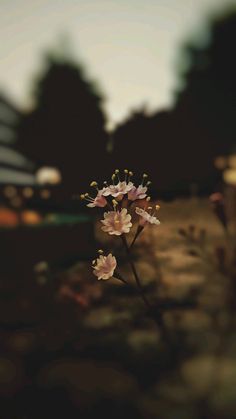 a blurry photo of some flowers in front of a building with the sun shining on them