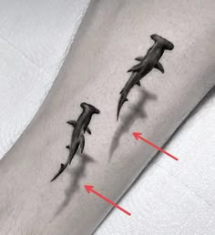 two dolphins on the arm with arrows pointing to them