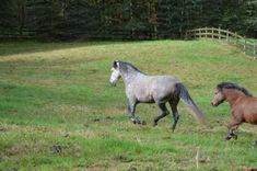 two horses are running in the field together