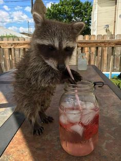 a raccoon sticks its tongue out to drink from a jar filled with ice