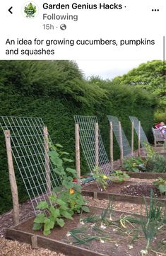 an image of a garden with plants growing in it