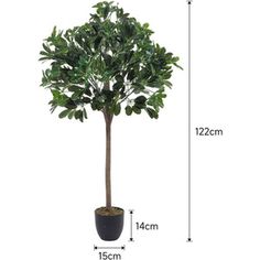 a potted tree is shown with measurements