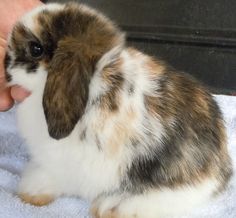 a small rabbit sitting on top of a towel next to a person's hand