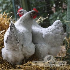 two white chickens standing next to each other on hay