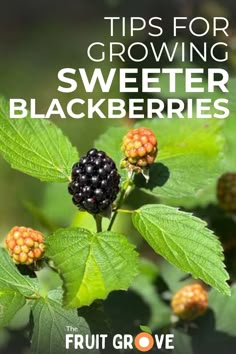 blackberries growing on a tree with the title tips for growing sweeter blackberrys