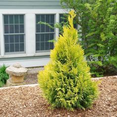 a small green tree in front of a house