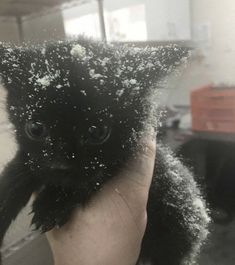 a person holding up a black kitten with snow all over it's face and paws