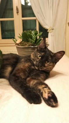 a cat laying on top of a bed next to a potted plant in front of a window