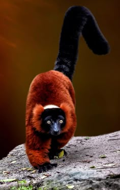 a red and black animal standing on top of a rock