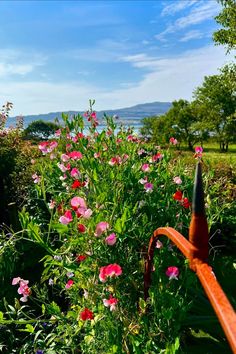 pink flowers growing in the middle of a lush green field with blue skies and mountains in the background