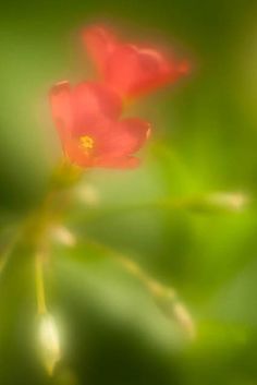 blurry photograph of two red flowers on green leaves in the sun, taken from behind