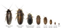 the different types of cockroaches are shown in this image, and each one is