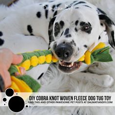 a dalmatian dog chewing on a toy