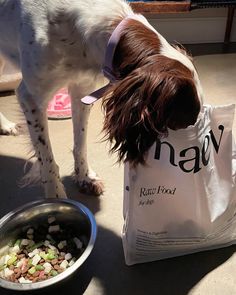 maev, raw dog food, dog inspo, feeding raw, transition, excited, POV, dog humor, cute dog, puppy, Brittany Spaniel Transition Timeline, Food Order, Raw Dog Food Recipes, The Switch, Raw Food, Dinner Time, Raw Food Recipes, A Bowl, Dog Food Recipes