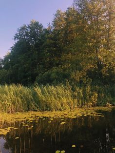 the water is full of lily pads and trees