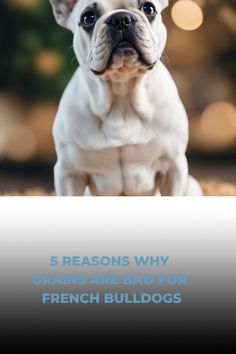 French bulldog with a concerned expression, text overlay: "5 Reasons Why Grains Are Bad for French Bulldogs". Julius K9, Grain Free Diet, Digestive Issues, Skin Allergies, American Kennel Club, I School, Dog Food, Allergies