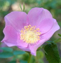 a pink flower with yellow stamens and green leaves in the foreground, on a sunny day