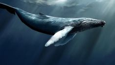 a humpback whale swimming in the ocean with sunbeams and clouds above it