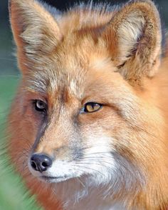 a close up of a red fox's face