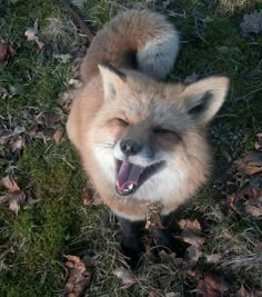 an animal that is standing in the grass with its mouth open and it's tongue out