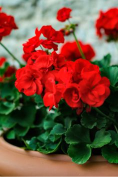 some red flowers are in a brown pot