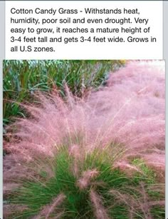 pink grass in the middle of a garden