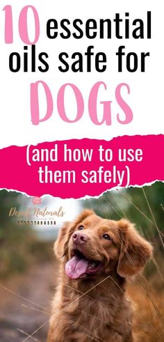 a brown dog sitting on top of a dirt road next to tall grass with the words 10 essential oils safe for dogs and how to use them safely