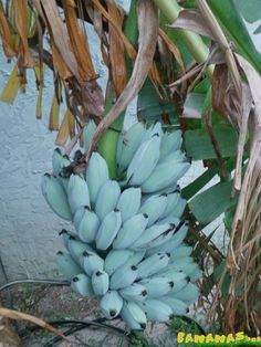 bunches of bananas hanging from a tree in front of a wall with blue paint