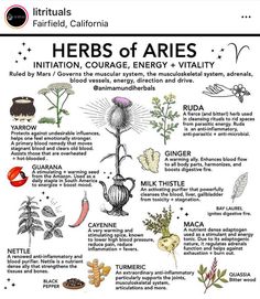 Herbs For Aries, Herbs Of Aries, Ancient Smokable Herbs, Aries Herbs, Zodiac Herbs, Garden Witchcraft, Astro Herbalism, Smokable Herbs, Medicinal Cooking