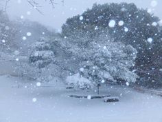 the snow is falling and there are trees in the background