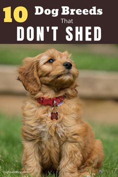 a brown dog sitting in the grass with text overlay that reads, 10 dog breeds that don't shed